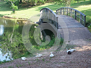 Ducks by bridge