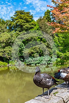 Ducks on a bridge at watergarden at Christchurch Botanic garden in New Zealand