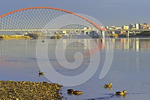 Ducks at the Bugrinsky Bridge