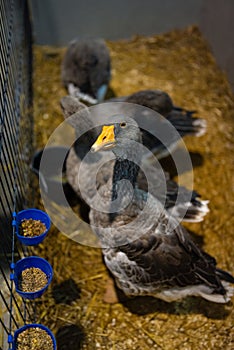 Ducks in a cage, poultry farm, livestock animals, breeding. Agriculture, caged animal welfare