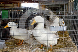 Ducks in cages
