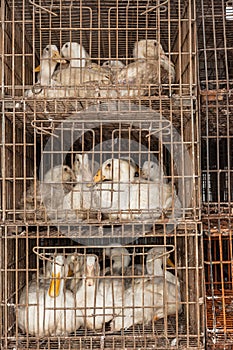 Ducks Cages Abattoir