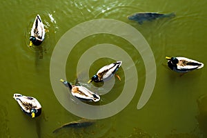 Ducks and carps in green water, view from above, background