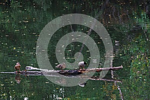 Ducks in the Carrion River of Parque Sotillo and Huerta del Obispo in Palencia. Spain