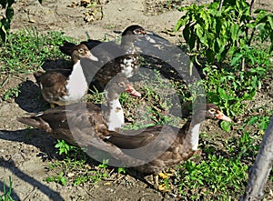 4 ducks caught eating vegetables in garden