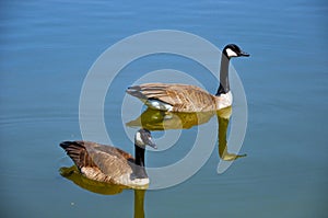 Ducks in Chicago Botanic Garden