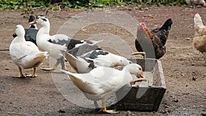 Ducks and chicken feeding at the farm