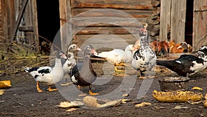 Ducks and chicken feeding at the farm