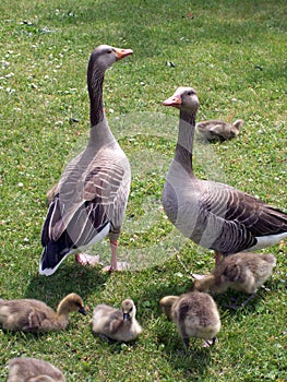 Ducks with chicks 01