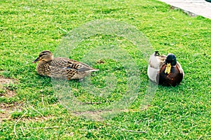 Ducks in a city park in Solin, Croatia, enjoying by the water