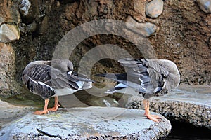 Ducks cleaning themselves on a big rock.