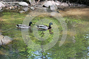 Ducks in The Cleveland Metroparks