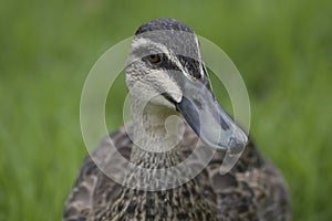 Ducks close-up