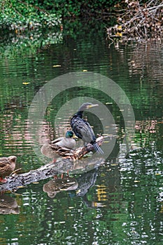Ducks and cormorants in the Carrion River of Parque Sotillo and Huerta del Obispo in Palencia. Spain