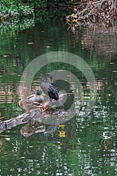 Ducks and cormorants in the Carrion River of Parque Sotillo and Huerta del Obispo in Palencia. Spain