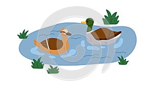 Ducks couple swimming in pond. Mallards, wild birds family floating on water surface in nature. Fowls pair, male and