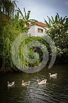 Ducks in Creek