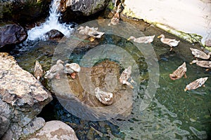 Ducks in a creek