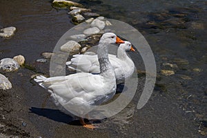 Ducks in the Cretan river.