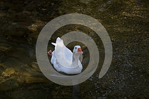 Ducks in the Cretan river.