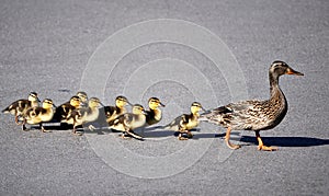 Ducks crossing the Road photo