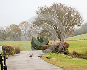 Ducks crossing road