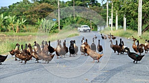 Ducks crossing the road in an orderly line