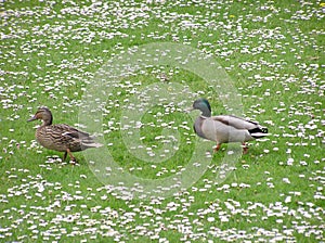 Ducks In Daisies