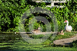 Ducks on a Dam