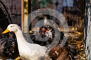 Ducks of different breeds in domestic agriculture, poultry for meat, live specimens close-up in the yard, in a special aviary