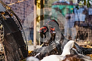 Ducks of different breeds in domestic agriculture, poultry for meat, live specimens close-up in the yard, in a special aviary