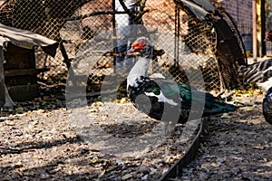 Ducks of different breeds in domestic agriculture, poultry for meat, live specimens close-up in the yard, in a special aviary