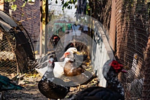 Ducks of different breeds in domestic agriculture, poultry for meat, live specimens close-up in the yard, in a special aviary