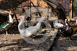 Ducks of different breeds in domestic agriculture, poultry for meat, live specimens close-up in the yard, in a special aviary