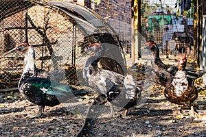 Ducks of different breeds in domestic agriculture, poultry for meat, live specimens close-up in the yard, in a special aviary