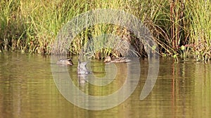 Ducks of different species in autumn in the North of Siberia