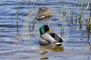 Ducks diving