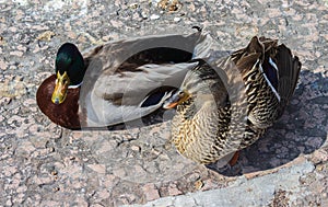 Ducks on the dock.