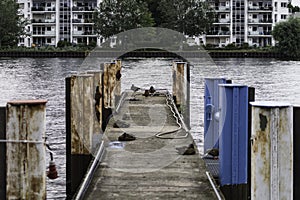 Ducks on the dock, Berlin, Germany photo