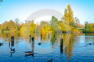 Ducks and doves at Hyde Park, London