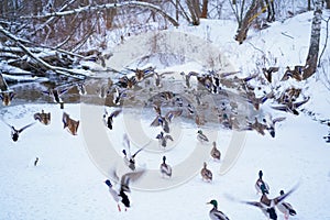 Ducks and drakes flying.Winter illustration.