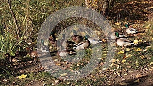 Ducks and drakes scurry about on the autumn lawn in the sunshine