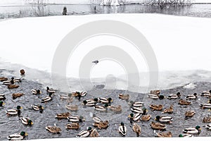 ducks and drakes swimming in lake in winter