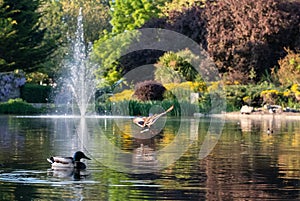 Ducks in the duck pond at Pinner Memorial Park, Pinner, Middlesex, north west London UK, photographed on a sunny spring day.