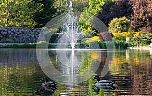 Ducks in the duck pond at Pinner Memorial Park, Pinner, Middlesex, north west London UK, photographed on a sunny spring day.