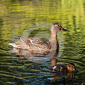 Ducks in the duck pond at Pinner Memorial Park, Pinner, Middlesex, north west London UK, photographed on a sunny spring day.