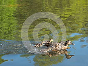 Ducks in the duck pond at Pinner Memorial Park, Pinner, Middlesex, north west London UK, photographed on a sunny spring day.