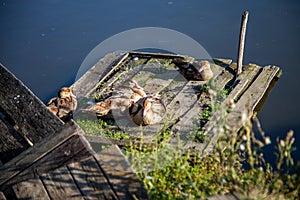 ducks with ducklings