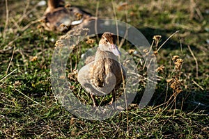 ducks with ducklings