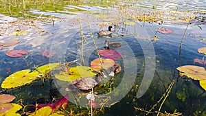 Ducks and ducklings having fun in a lake